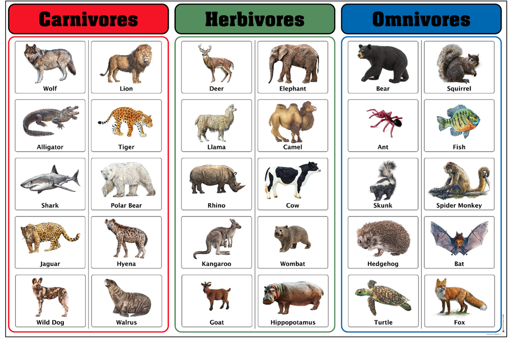 Montessori Materials: Carnivores, Herbivores, And Omnivores Charts With ...