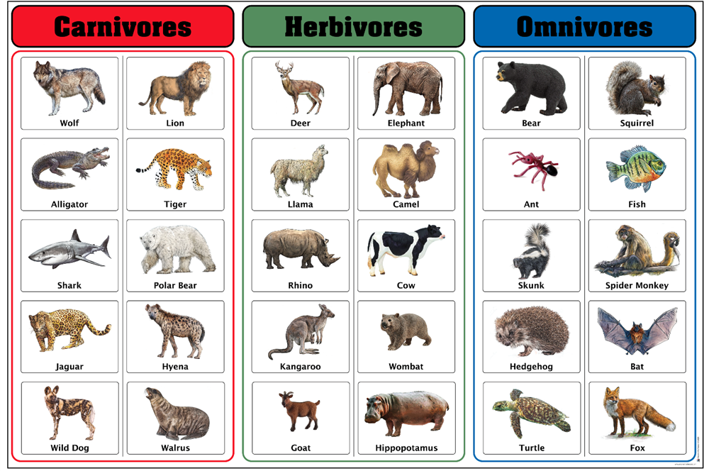 omnivores herbivores carnivores chart