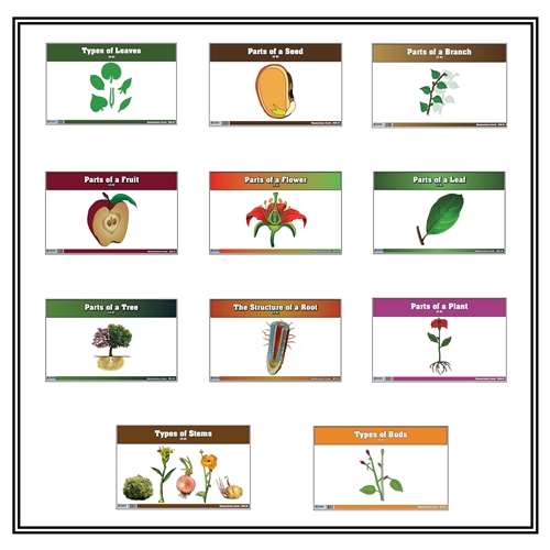 Montessori Materials Primary Classified Botany Nomenclature Cards   SC516 2T 