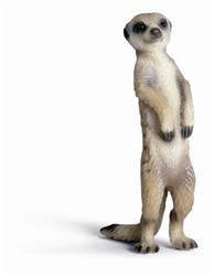 Meerkat Standing