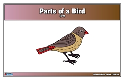 Parts of a Bird Nomenclature Cards (6-9) (Printed)