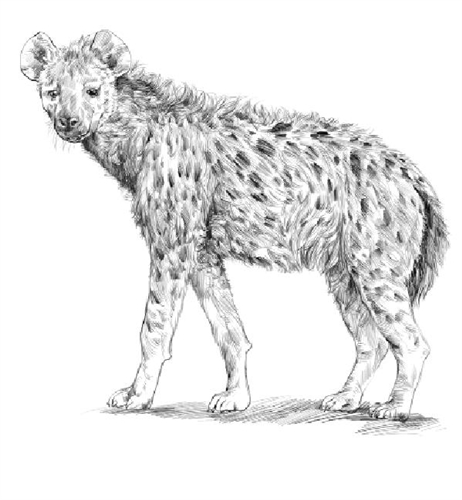 Montessori Materials: Parts of a Hyena (Printed)