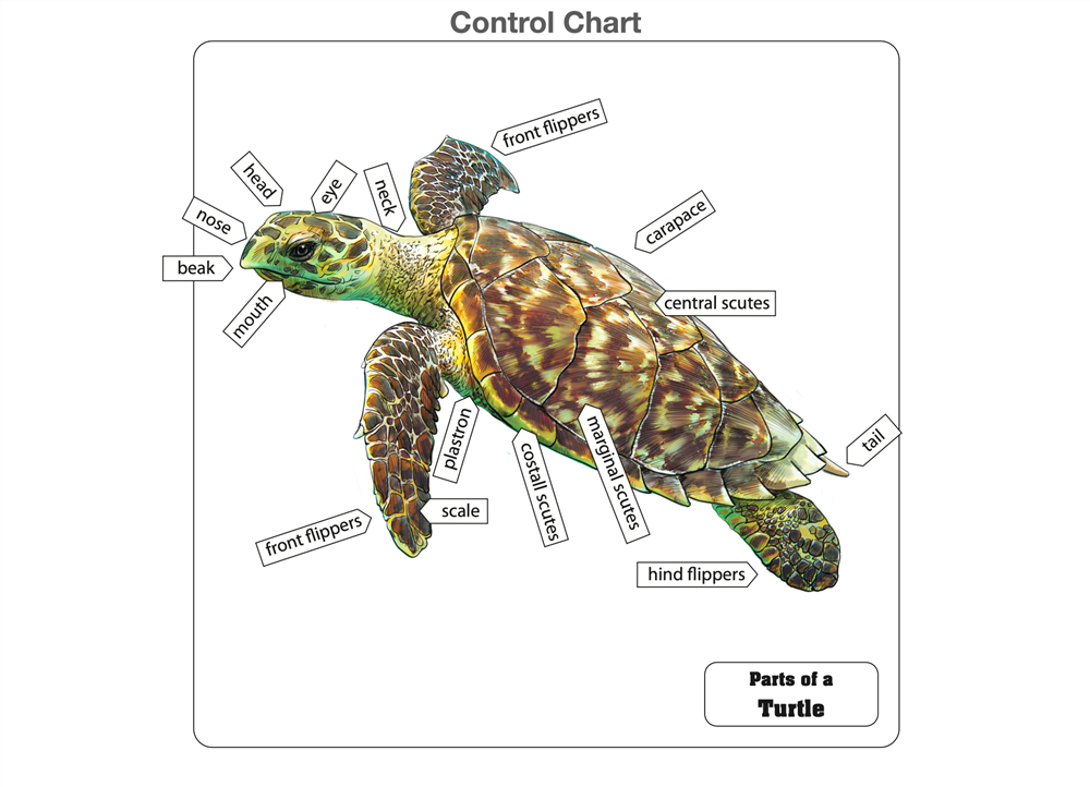 Montessori Materials: Parts of a Turtle Puzzle (Elementary)