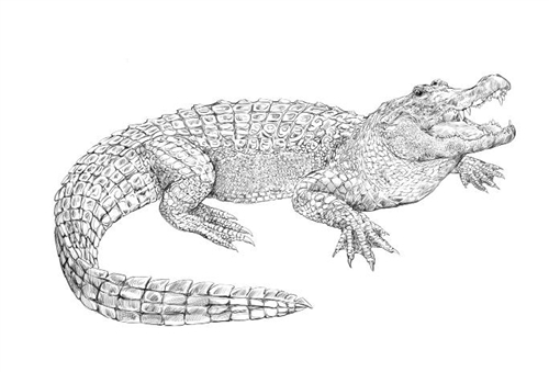 Montessori Materials: Parts of an Alligator (Printed)