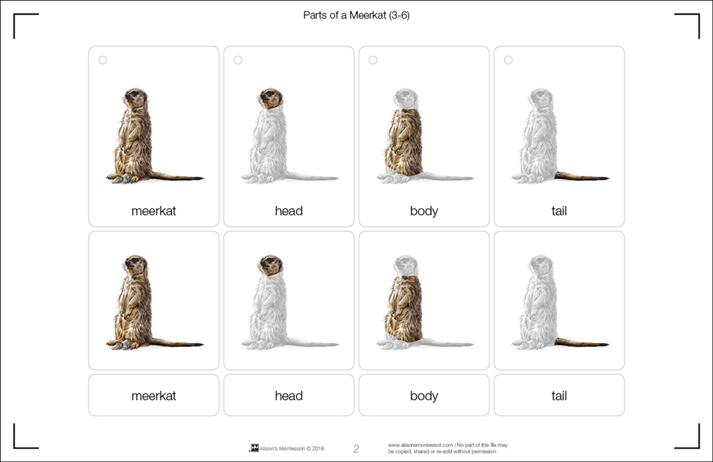Montessori Materials: Parts of an Meerkat (Printed)