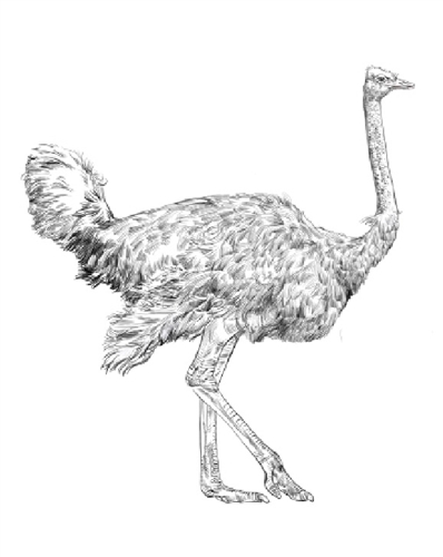 Montessori Materials: Parts of an Ostrich (Printed)