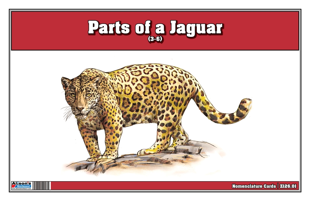 Montessori Materials: Parts of a Jaguar (Printed)