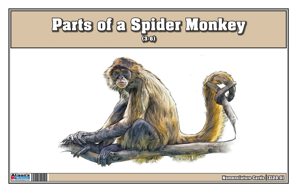 montessori-materials-parts-of-a-spider-monkey-printed