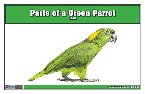 Parts of a Green Parrot (Printed)