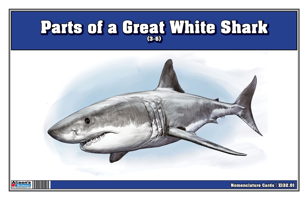 Montessori Materials: Parts of a Great White Shark (3-6)