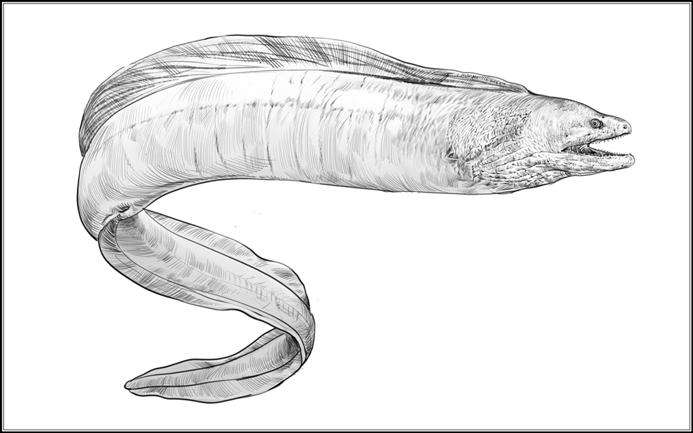 Moray Eel Drawing