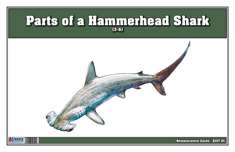 Parts Of A Hammerhead Shark (3-6)