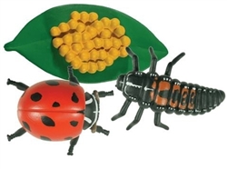 Montessori Materials: Life Cycle of a Ladybug Models