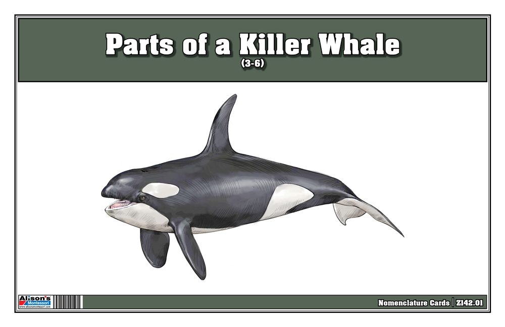 Parts of a Killer Whale Three Part Cards (3-6)