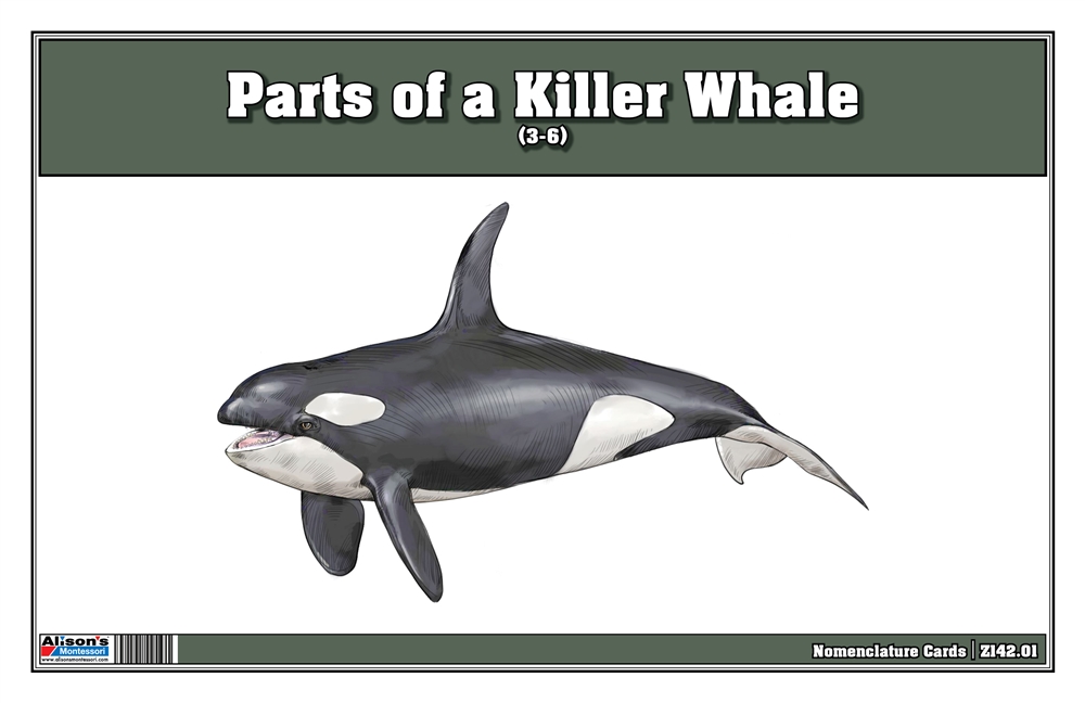 killer whale eyes diagram
