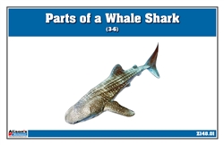 Parts of a Whale Shark (3-6)