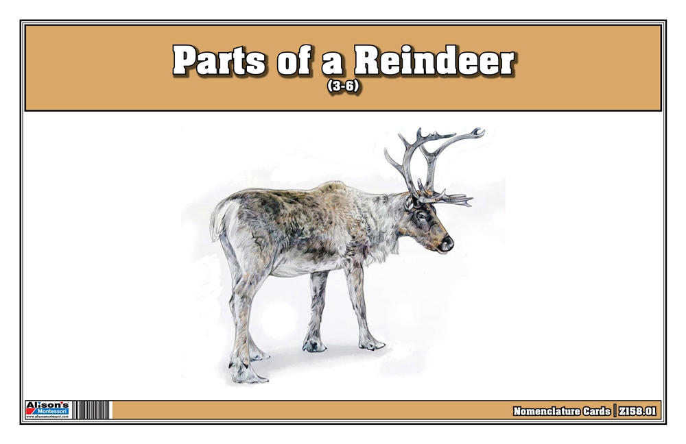 Parts of a Reindeer (36)