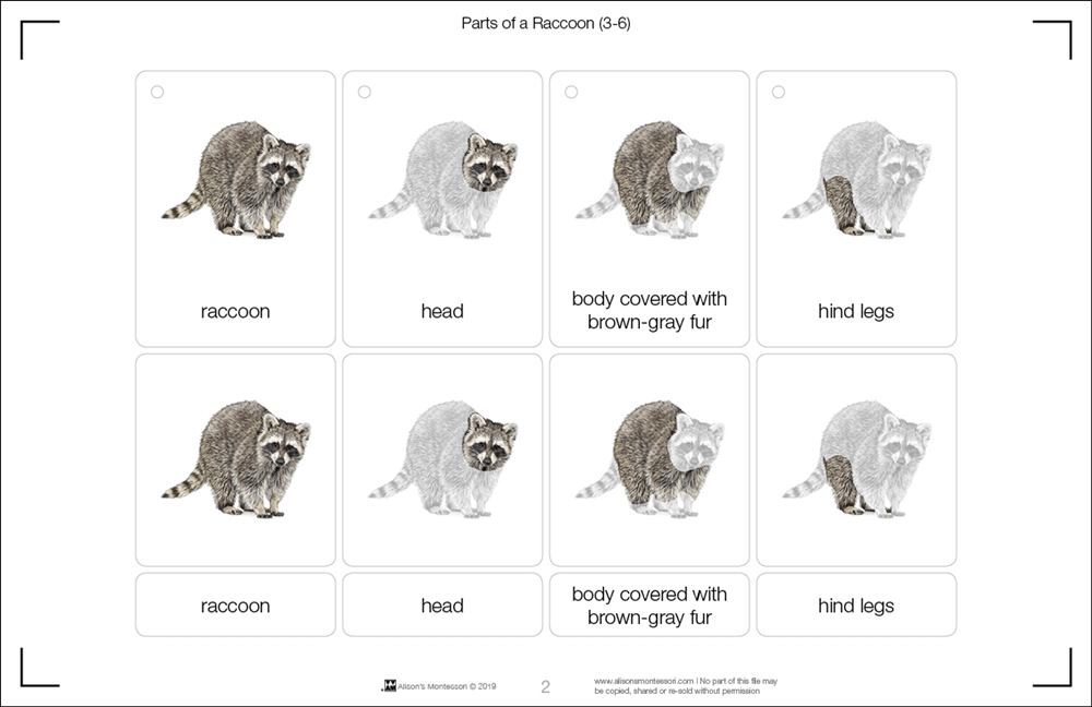 Montessori Materials: Parts of a Raccoon (3-6)