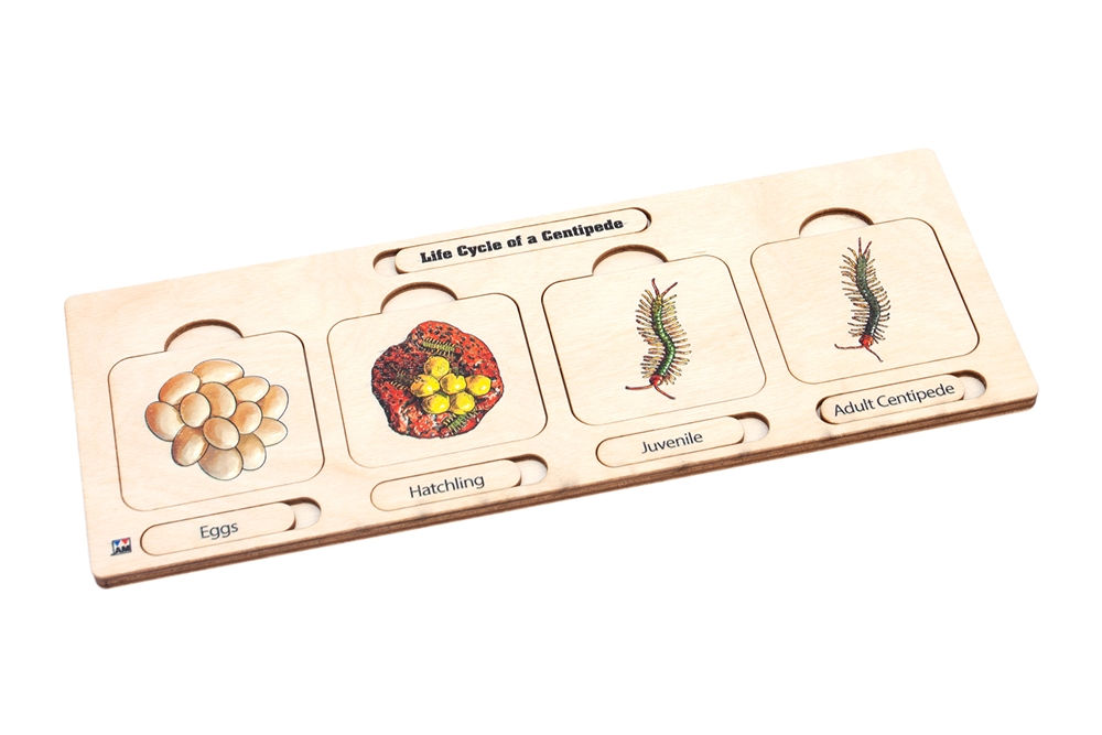 Life Cycle Puzzle: Centipede 