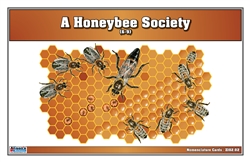 A Honeybee Society Nomenclature Cards (6-9) (Printed)