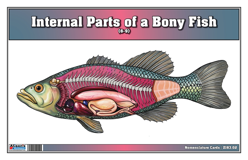 bony fish