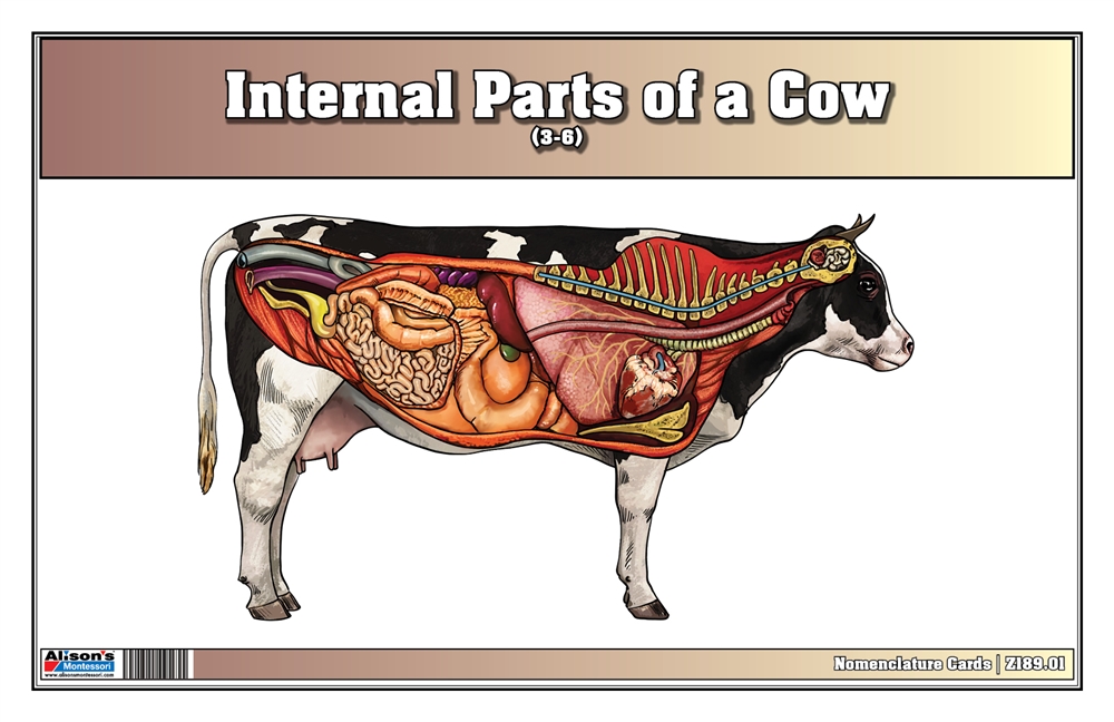 Montessori Materials: Internal Parts of a Cow (Complete Set)