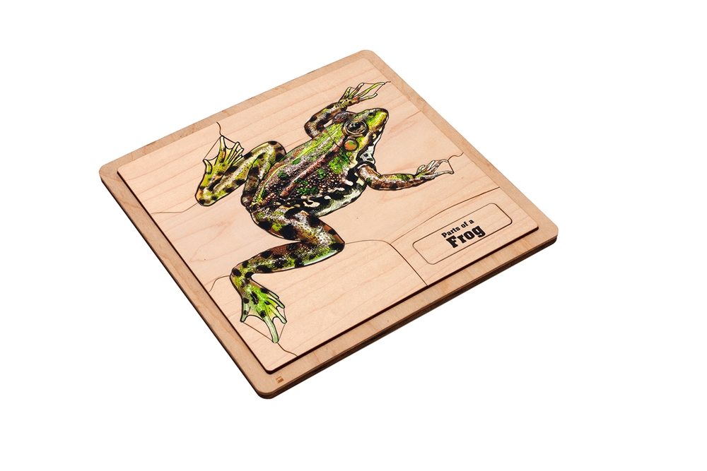  Parts of a Frog Puzzle (Elementary)