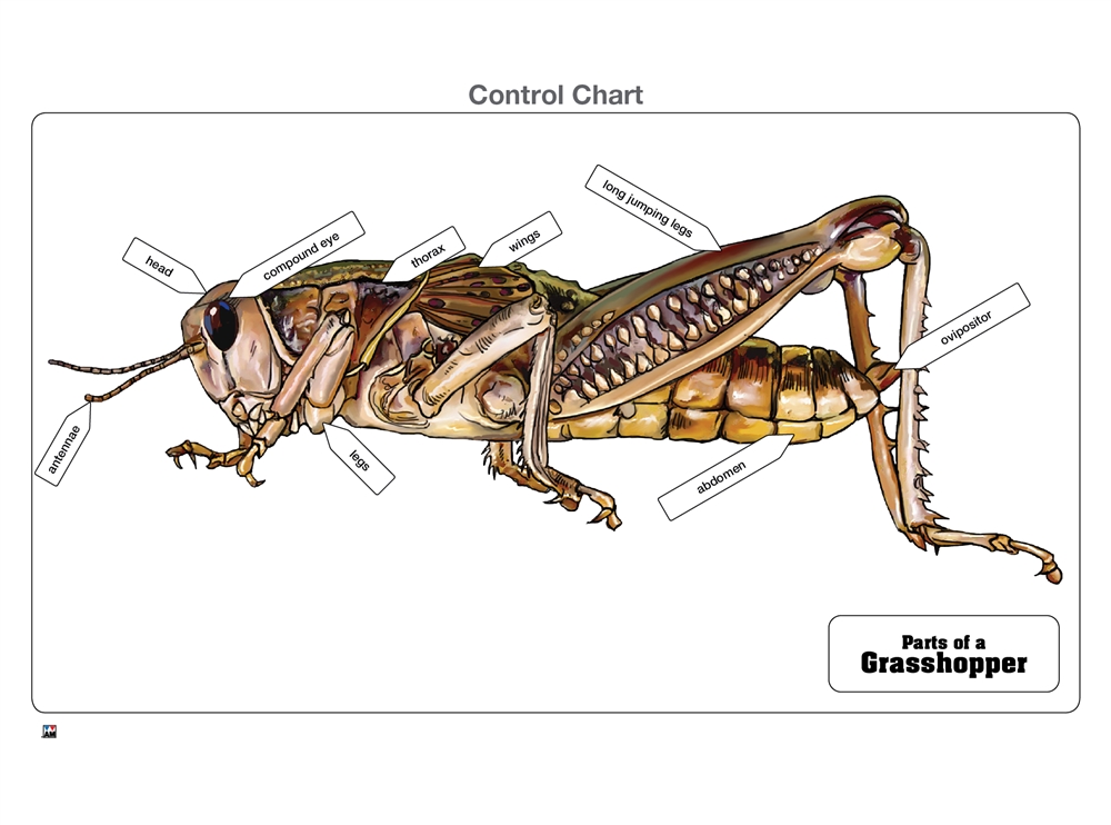 grasshopper leg anatomy