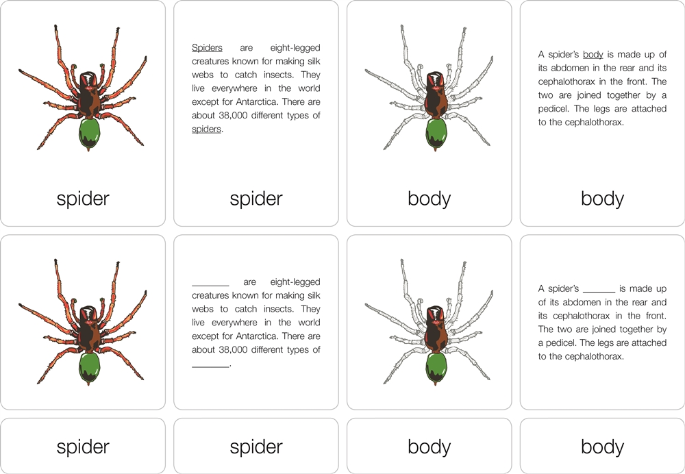 Montessori Materials- Parts of an Arachnid (spider)