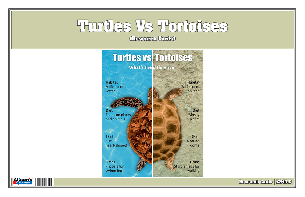 Montessori Materials: Turtles Vs Tortoise Research Cards