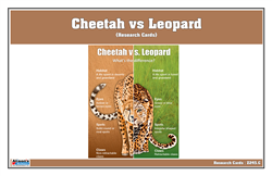 Cheetah vs Leopard Research Cards