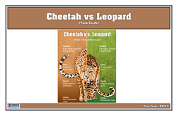 Cheetah vs Leopard Task Cards