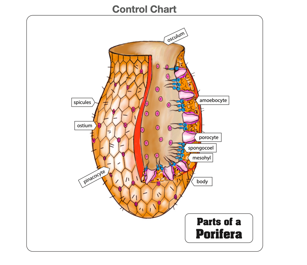 Montessori Materials Parts Of A Porifera Puzzle