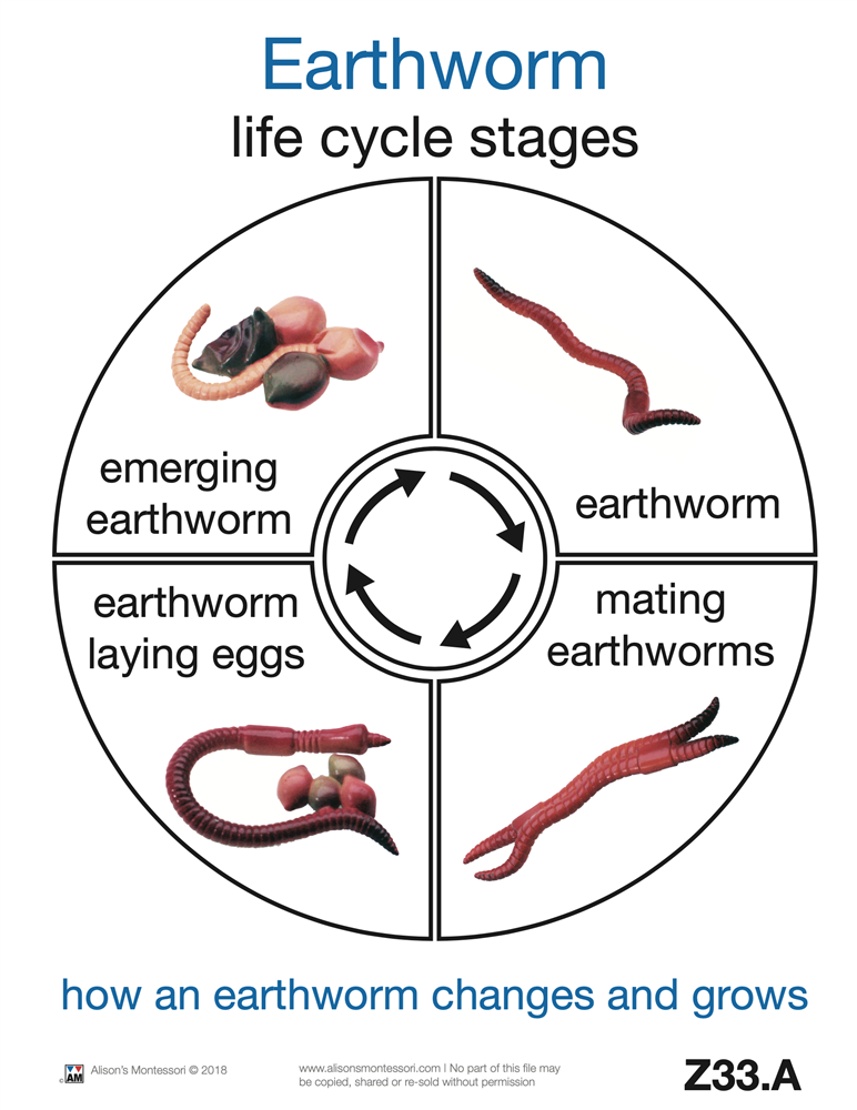 Montessori Materials: Life Cycle of an Earth Worm Cards