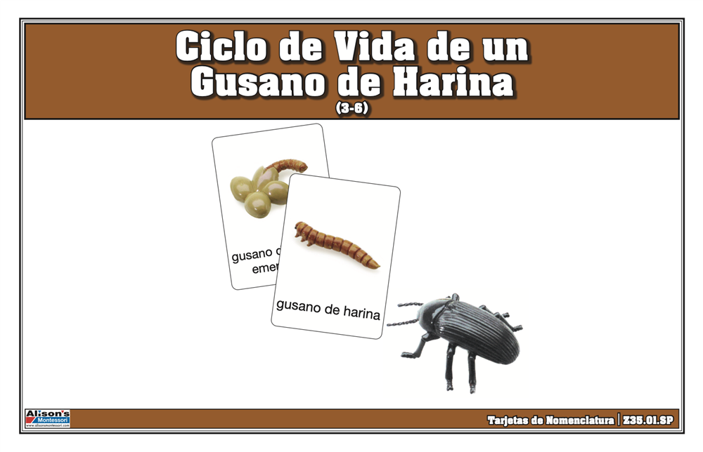 ciclo de vida del gusano de la harina