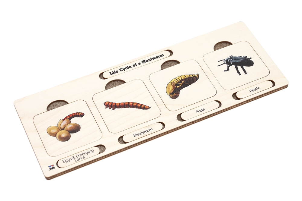 Life Cycle Puzzle: Mealworm 