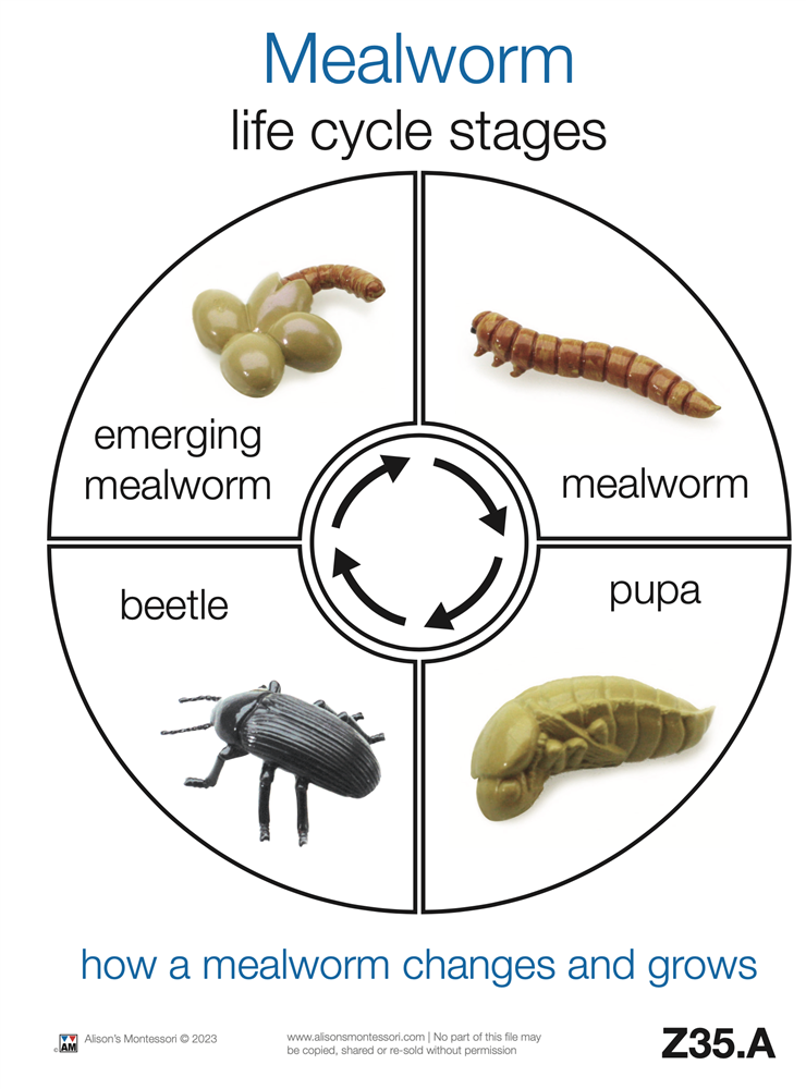 Life Cycle of a Mealworm Cards (Printed and Laminated)