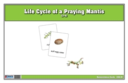 Life Cycle of a Praying Mantis Nomenclature Cards (Printed)