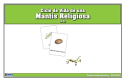 Life Cycle of a Praying Mantis Nomenclature Cards (Spanish)