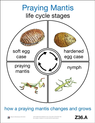 Montessori Materials: Life Cycle of a Praying Mantis Cards