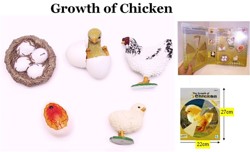 Montessori Materials: Life Cycle of a Chicken