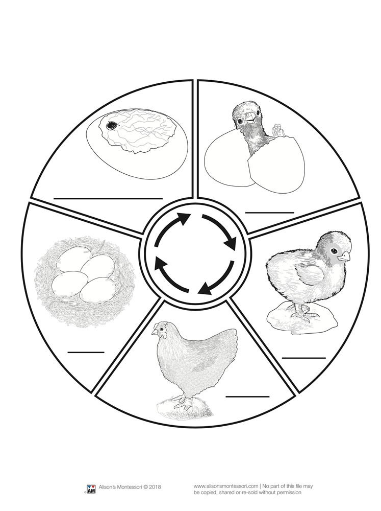 Montessori Materials: Life Cycle of a Chicken (Printed)