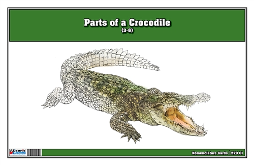 Montessori Materials: Parts of a Crocodile (Printed, Laminated and Cut)