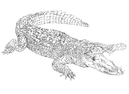 Montessori Materials: Parts of a Crocodile (Printed)