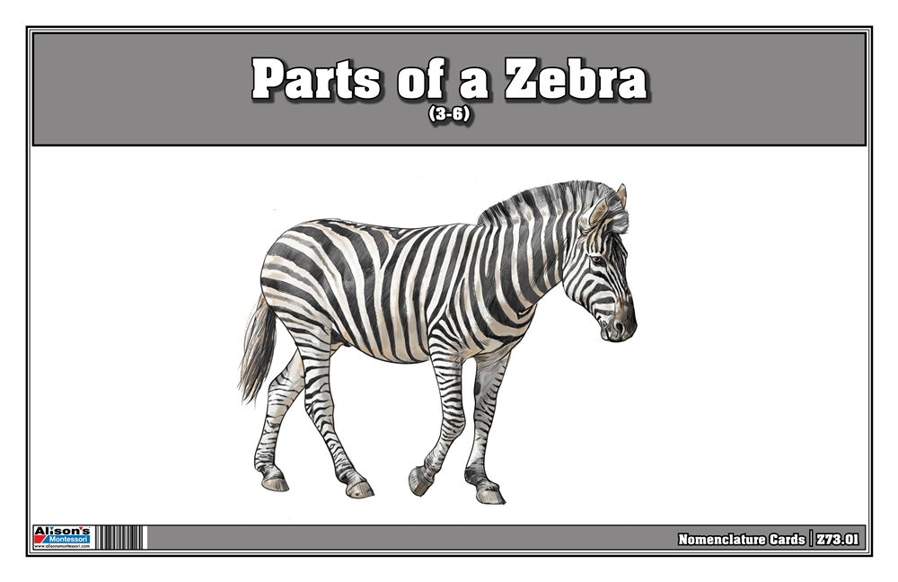 parts zoology of Materials: Montessori of Parts a (Printed) Zebra