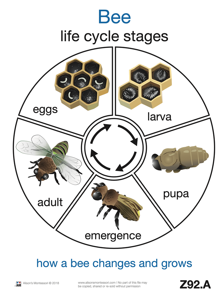 Life Cycle of a Bee