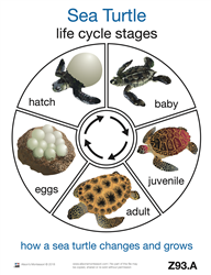 Life Cycle of a Sea Turtle (Printed)