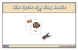 Life Cycle of a Stag Beetle Nomenclature Cards (Printed)