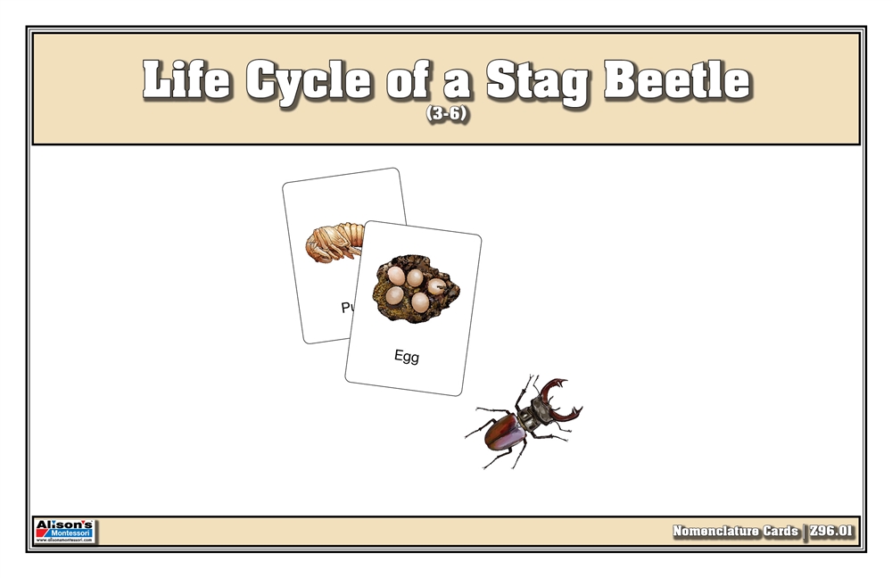 Life Cycle of a Mealworm Nomenclature Cards 