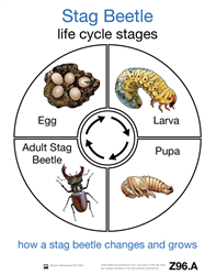 Life Cycle of a Stag Beetle Cards